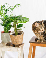 Caja de plantas que admite mascotas