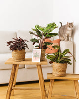 Herbe à chat Cyperus Plante d'intérieur pets friendly – La Green Touch
