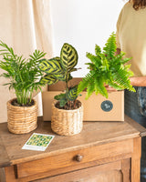 The Green Box - Scatola per piante disinquinanti