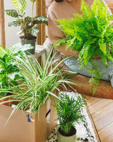 The Green Box - Scatola per piante disinquinanti