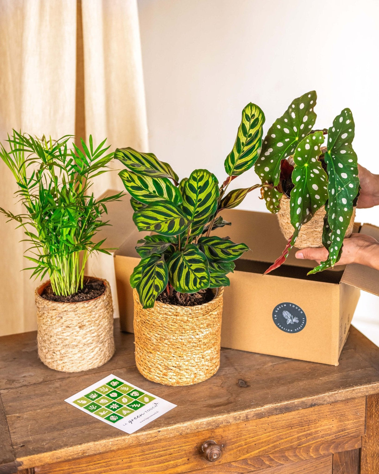 La scatola verde - Scatola per piante febbre della giungla