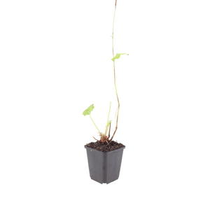 Livraison plante La renouée rouge