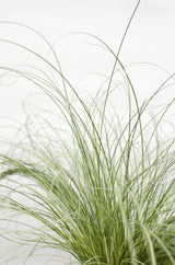 Livraison plante Laîche Carex Comans 'Frosted Curls' - ↨30cm - Ø14 - plante vivace extérieur