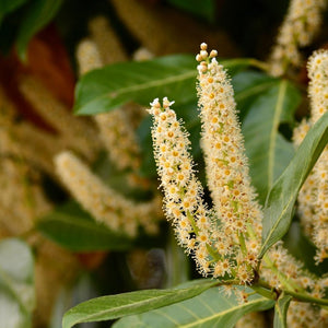 Livraison plante Laurier h125cm pour 10 mètres linéaires de haie 25x12L