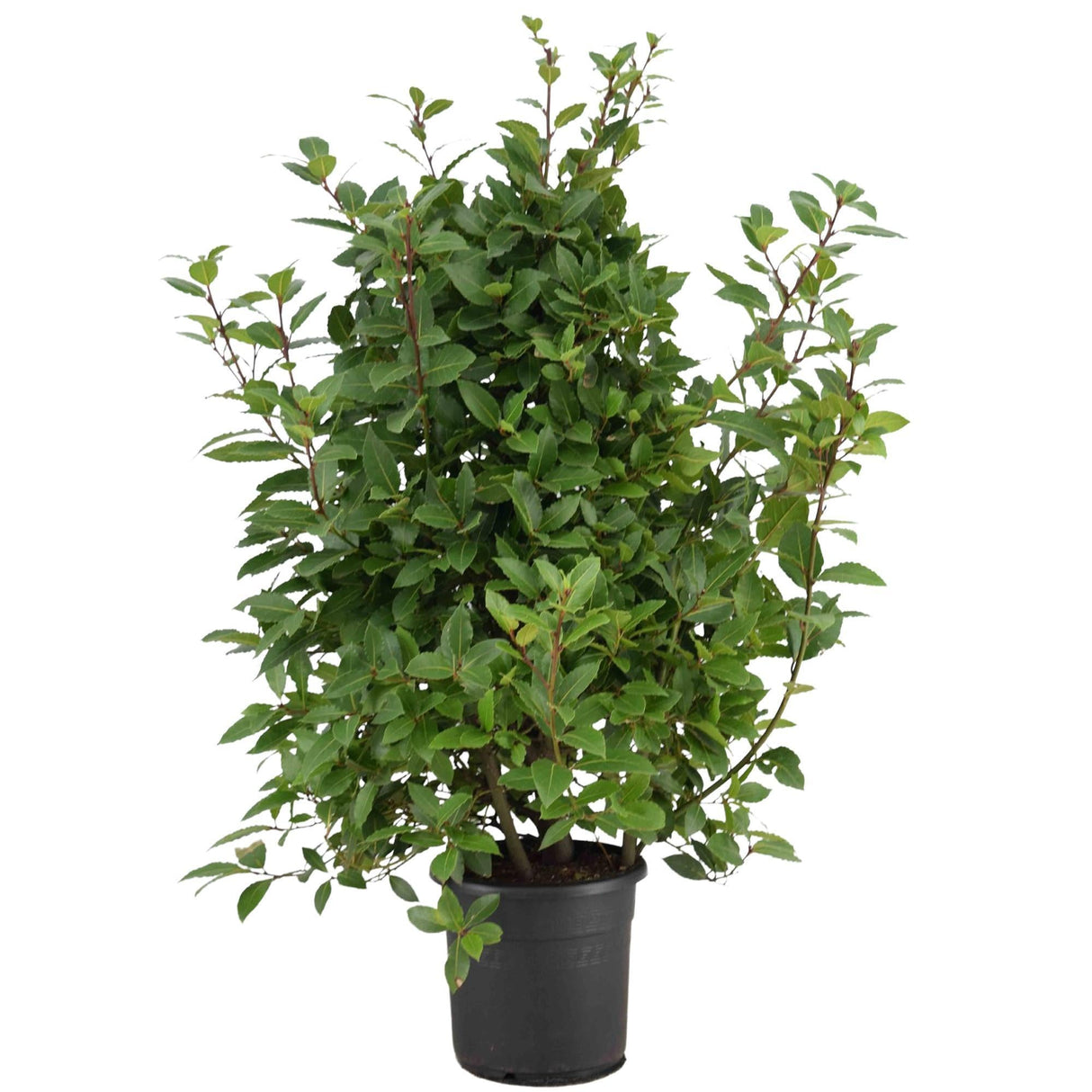 Livraison plante laurier Laurus Nobilis - arbuste d'extérieur