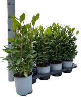 Livraison plante Laurier Nobilis d14cm h35cm