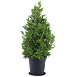 Livraison plante Laurier sauce - Laurus Nobilis Piramide