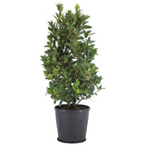 Livraison plante Laurier sauce - Laurus Nobilis Struik