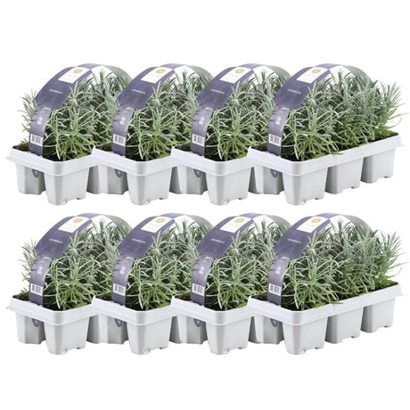 Livraison plante Lavande angustifolia - 8 packs de 6