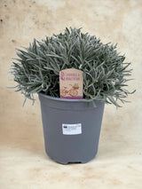 Livraison plante Lavande Angustifolia d18cm h45cm