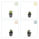 Livraison plante Lavande angustifolia 'Dwarf Blue'