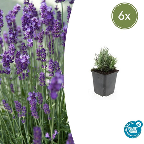 Livraison plante Lavande angustifolia 'Dwarf Blue'