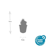 Livraison plante Lavande angustifolia 'Dwarf Blue'