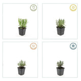 Livraison plante Lavande angustifolia 'Munstead'