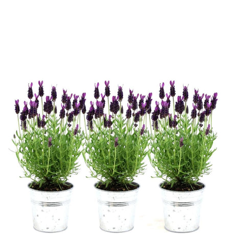 Livraison plante Lavande en pot - lot de 3 - Ø13cm - plante fleurie d'extérieur