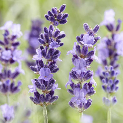 Lavande (Lavandula Angustifolia) 'Hidcote'
