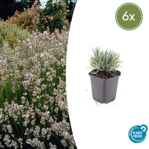 Livraison plante Lavande vraie blanche 'Edelweiss'