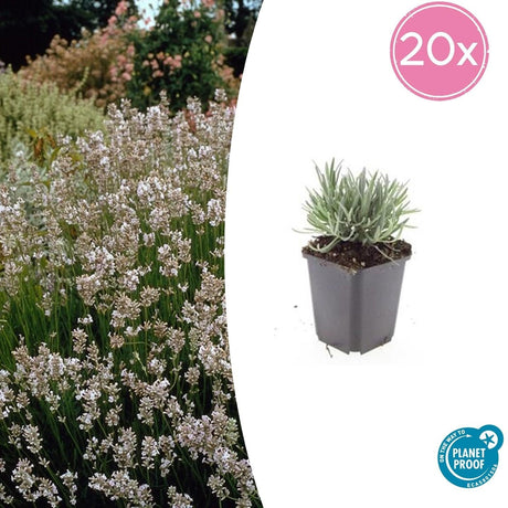 Livraison plante Lavande vraie blanche 'Edelweiss'