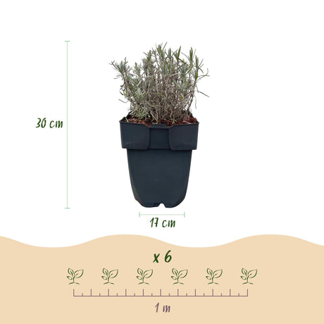 Livraison plante Lavandula Hidcote – Lot de 6 – Pot 17 cm – Hauteur 30 cm