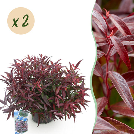 Livraison plante Leucothoe Burning Love en pot