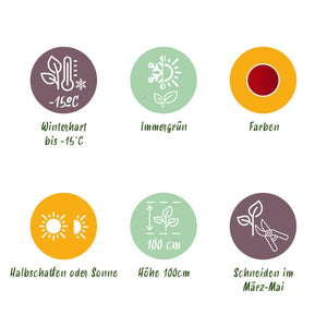 Livraison plante Leucothoe Burning Love – Pot 17 cm – Hauteur 45 cm