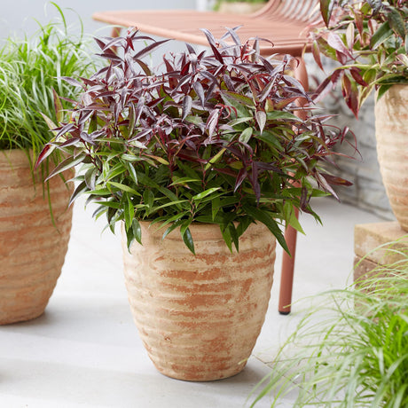 Livraison plante Leucothoe Burning Love – Pot 17 cm – Hauteur 45 cm