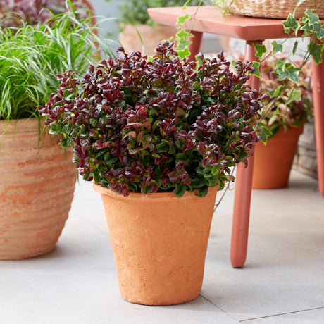 Livraison plante Leucothoe Curly Red – Lot de 2 – Pot 17 cm – Hauteur 40 cm