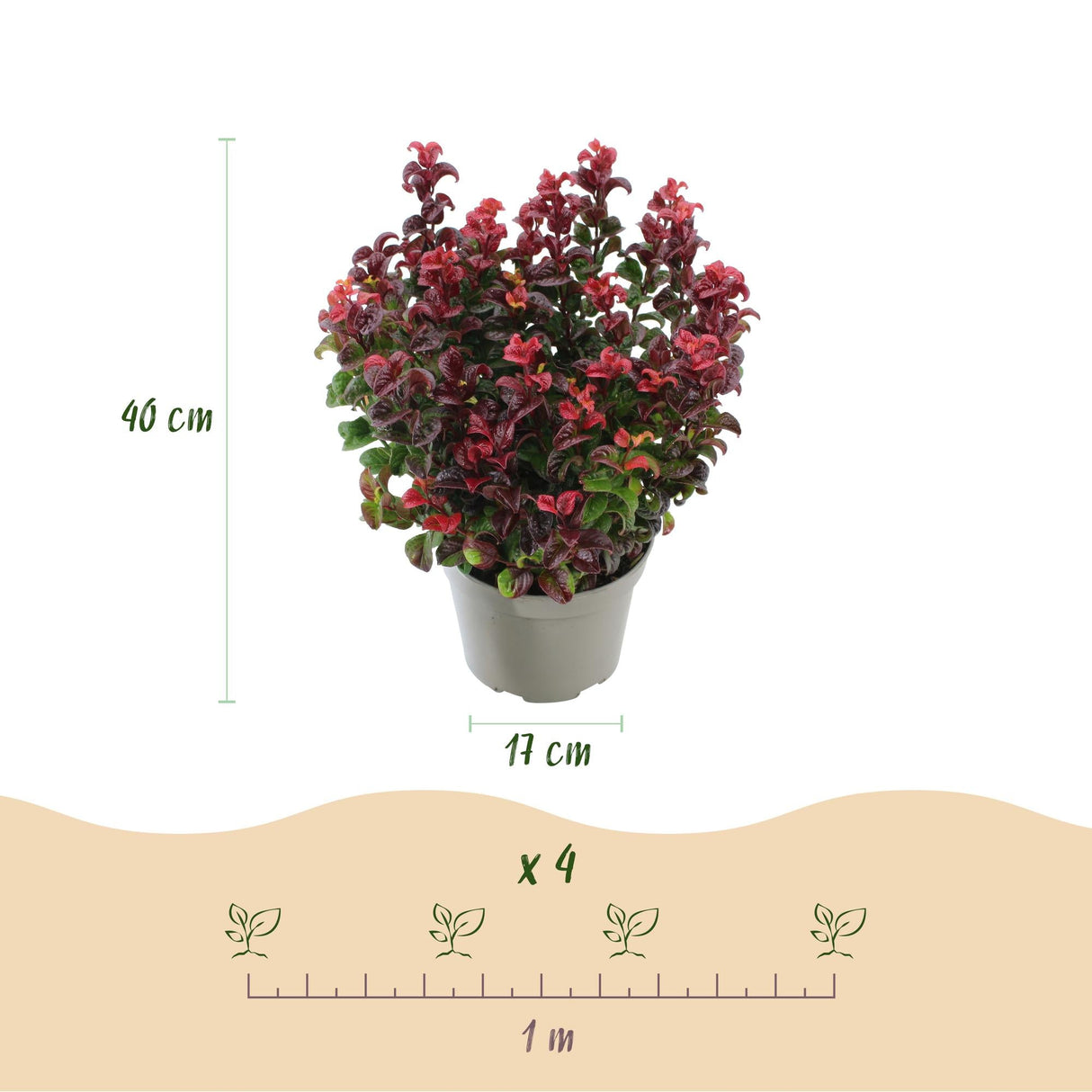 Livraison plante Leucothoe Curly Red – Lot de 2 – Pot 17 cm – Hauteur 40 cm