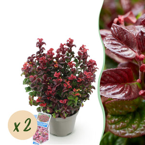 Livraison plante Leucothoe Curly Red x1