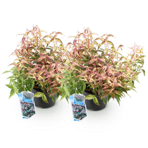 Livraison plante Leucothoe fontanesiana Makijaz – Lot de 2 – Hauteur 45 cm