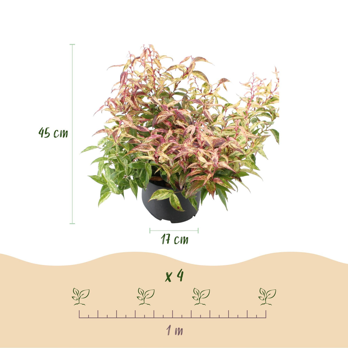 Livraison plante Leucothoe fontanesiana Makijaz – Lot de 2 – Hauteur 45 cm