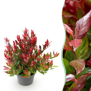 Livraison plante Leucothoe Little Flame x1