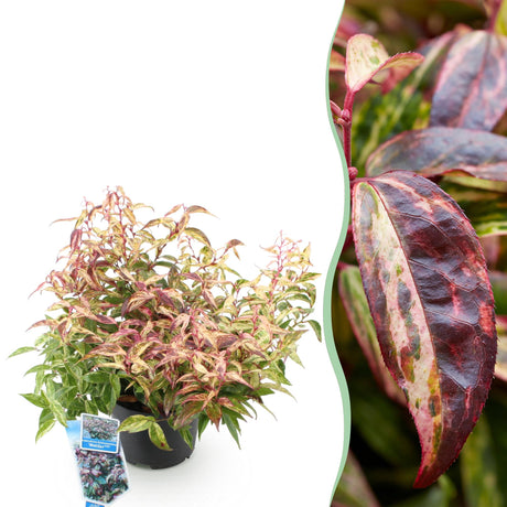 Livraison plante Leucothoe Makijaz – Lot de 1 – Pot 17 cm – Hauteur 45 cm
