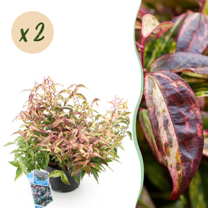 Livraison plante Leucothoe Makijaz x1