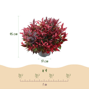 Livraison plante Leucothoe Zeblid – Lot de 1 – Pot 17 cm – Hauteur 45 cm