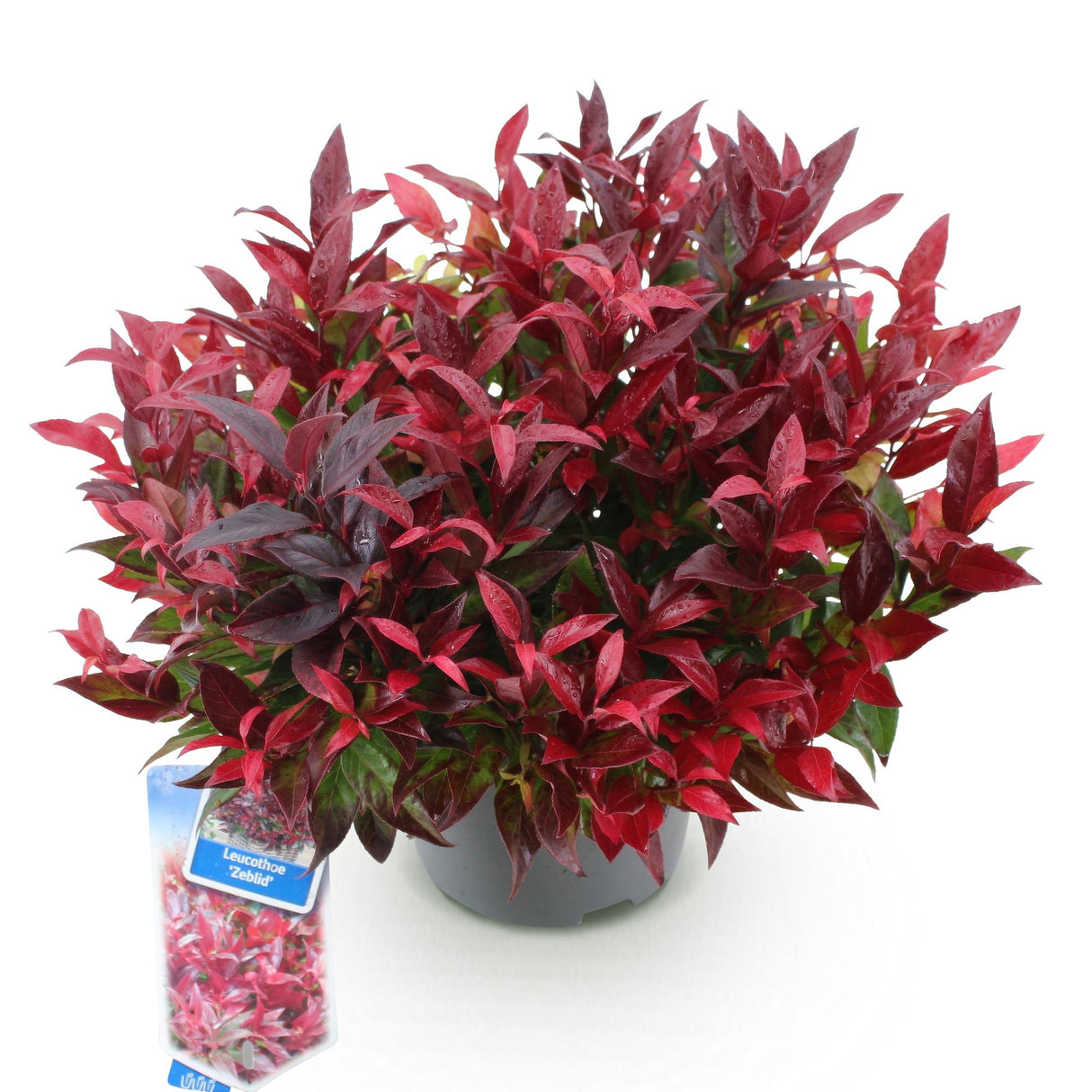 Livraison plante Leucothoe Zeblid – Lot de 1 – Pot 17 cm – Hauteur 45 cm