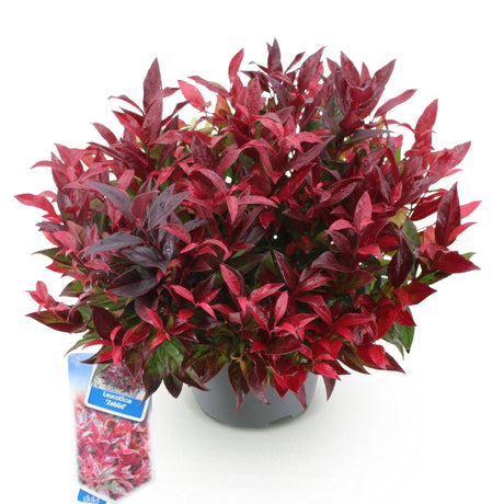 Livraison plante Leucothoe Zeblid – Lot de 1 – Pot 17 cm – Hauteur 45 cm