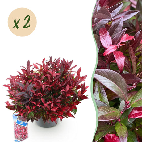 Livraison plante Leucothoe Zeblid – Lot de 2 – Pot 17 cm – Hauteur 45 cm