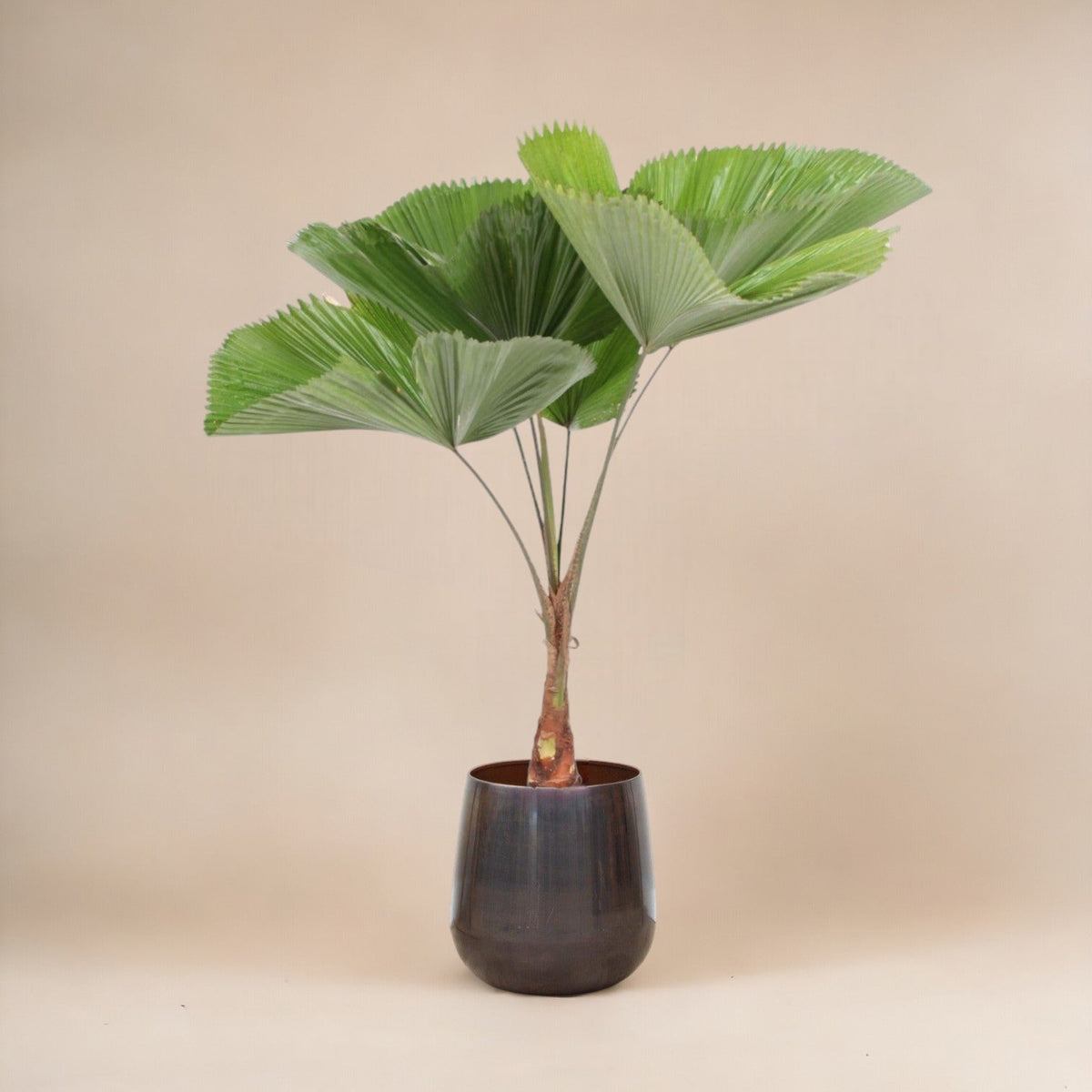 Licuala Grandis – Palmier D'Intérieur à Feuilles D'Éventail – Pot 13 Cm – Touche Tropicale Luxueuse