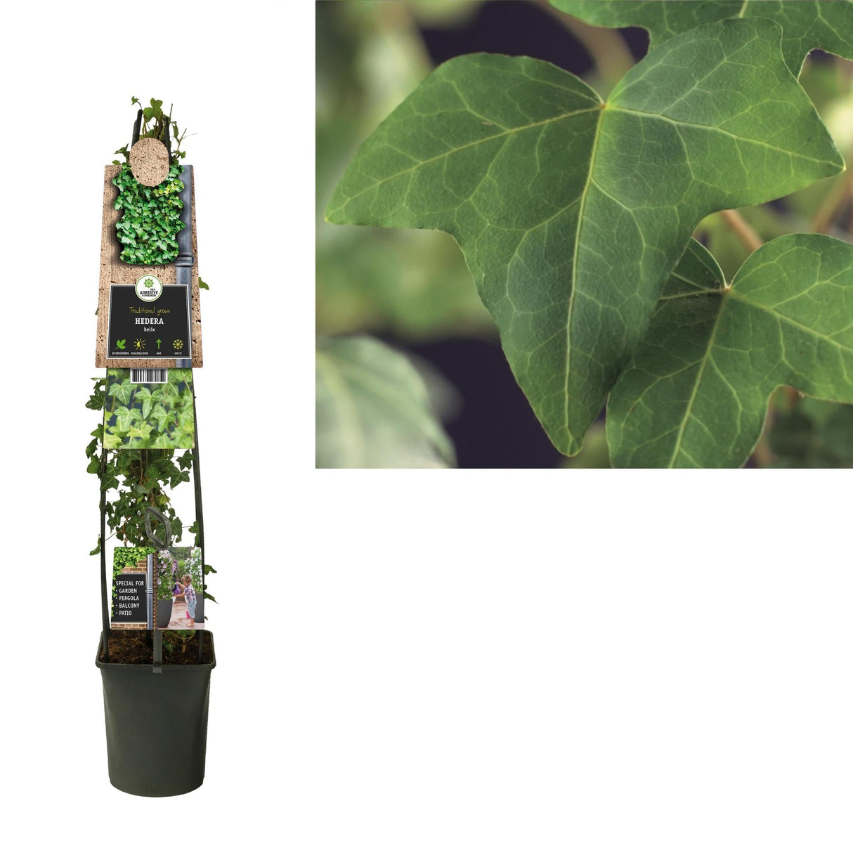 Livraison plante Lierre hedera Helix d23cm h115cm