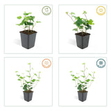 Livraison plante Lierre Hedera Hibernica - Lot de 6