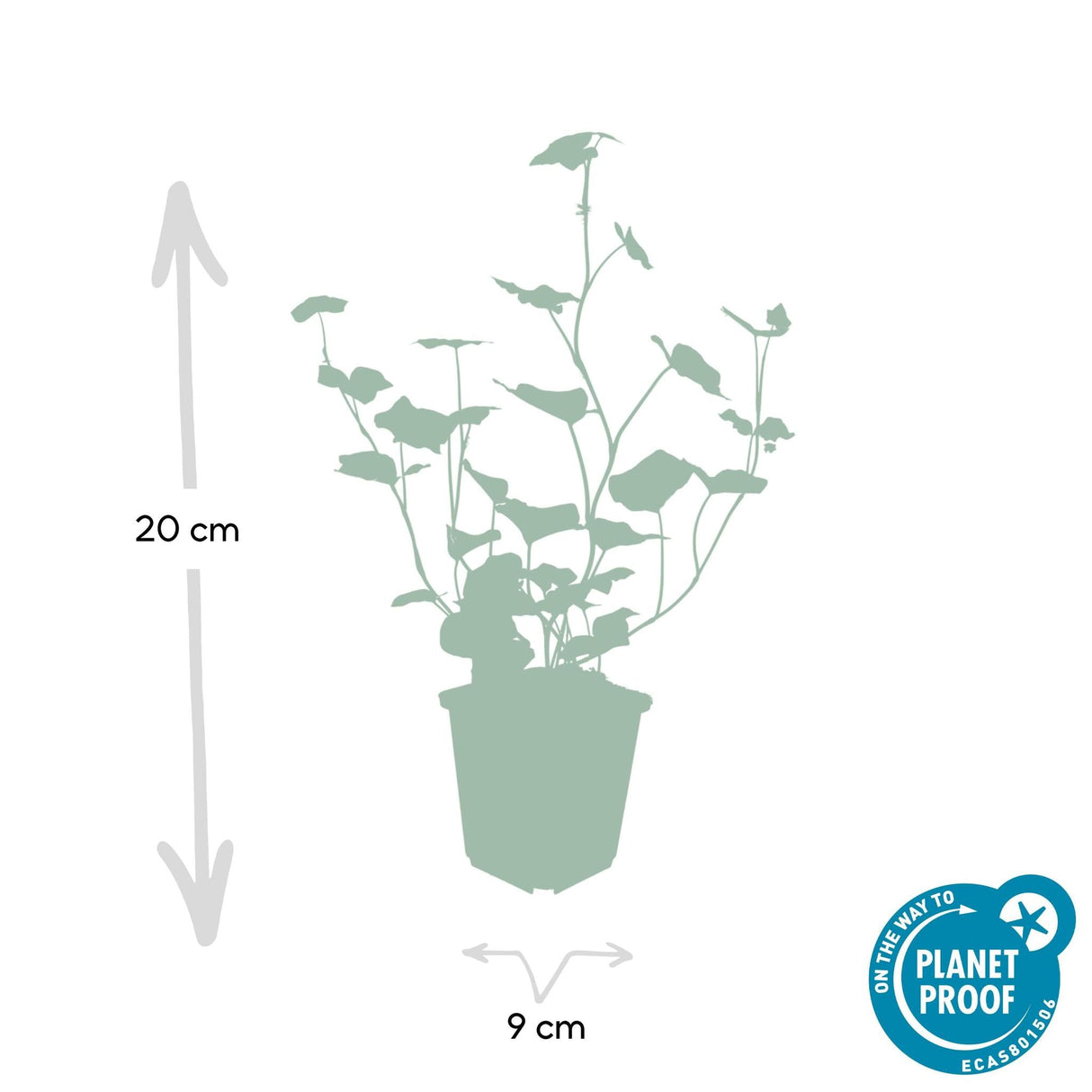 Livraison plante Lierre Hibernica 40xh20cm d9cm