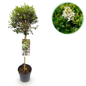 Livraison plante Ligustrum delavayanum – Lot de 1 – Pot 19 cm – Hauteur 90 cm