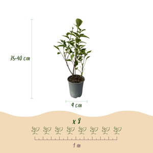 Livraison plante Ligustrum ovalifolium Aureum – Lot de 8 – Hauteur 35 - 40 cm