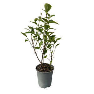 Livraison plante Ligustrum ovalifolium Aureum – Lot de 8 – Hauteur 35 - 40 cm