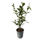 Livraison plante Ligustrum ovalifolium – Lot de 8 – Pot 9 cm – Hauteur 35 cm