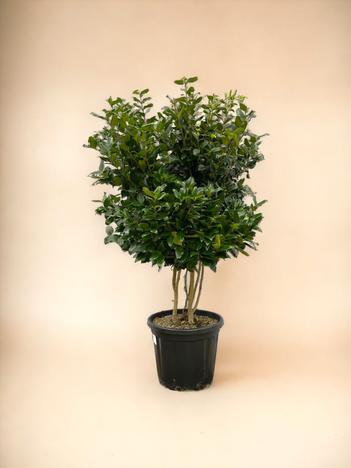 Livraison plante Ligustrum Texano