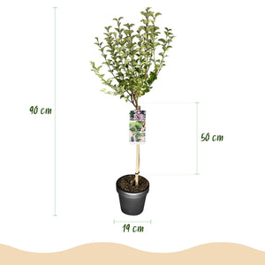 Livraison plante Lilas de Meyer Palibin – Pot 19 cm – Hauteur 90 cm