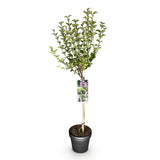 Livraison plante Lilas de Meyer Palibin – Pot 19 cm – Hauteur 90 cm