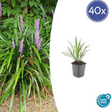 Livraison plante Liriope muscari Ingwersen